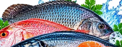 Tilapia frais frais — JM Poissonnerie